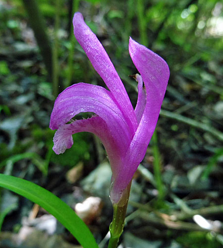 Arethusa bulbosa - Dragon's Mouth - flower, side, sepals, petals, labellum, lip Arethusa bulbosa - Dragon's Mouth - flower, side, sepals, petals, labellum, lip