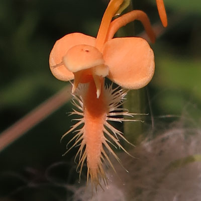 Platanthera ciliaris - Yellow / Orange Fringed Orchid - flower closeup: lip labellum, 3 sepals, 3 petals Platanthera ciliaris - Yellow / Orange Fringed Orchid - flower closeup: lip labellum, 3 sepals, 3 petals