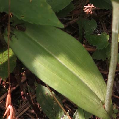 Platanthera ciliaris - Yellow / Orange Fringed Orchid : parallel venation in leaves