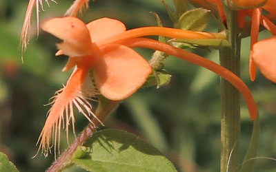 Platanthera ciliaris - Yellow / Orange Fringed Orchid - flower closeup: spur Platanthera ciliaris - Yellow / Orange Fringed Orchid - flower closeup: spur