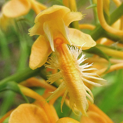 Platanthera ciliaris - Yellow / Orange Fringed Orchid - flower closeup: spur opening, anther pouches Platanthera ciliaris - Yellow / Orange Fringed Orchid - flower closeup: spur opening, anther pouches