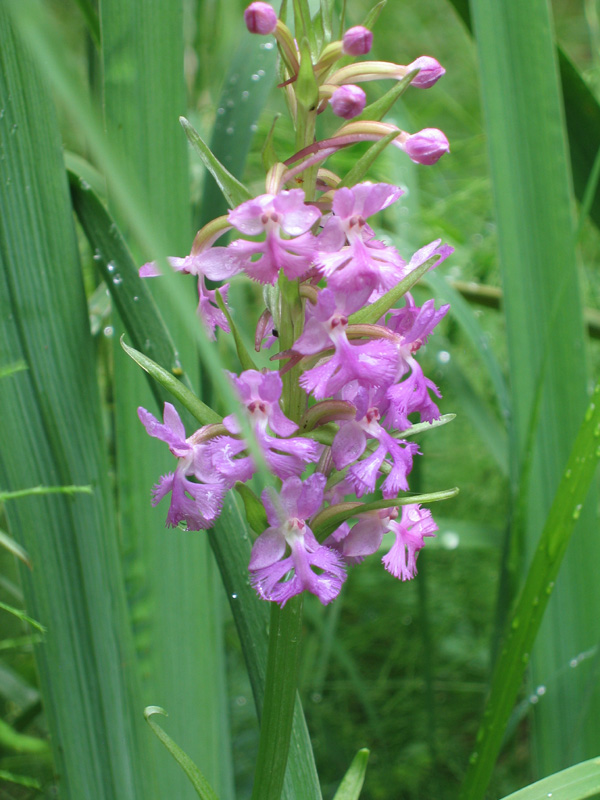 Platanthera psycodes (Purple Fringed Orchid)