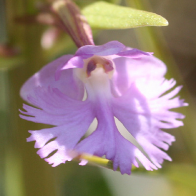 Platanthera psycodes (Purple Fringed Orchid)