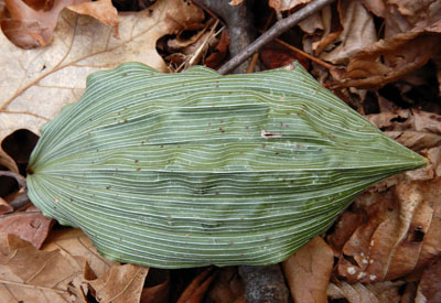 Aplectrum hyemale - Puttyroot orchid  - leaves, white parellel veins