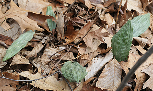 Aplectrum hyemale - Puttyroot orchid  - leaves, white parellel veins