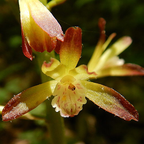 Aplectrum hyemale - Puttyroot orchid  - flower structure, morphology, petals, sepals, column 