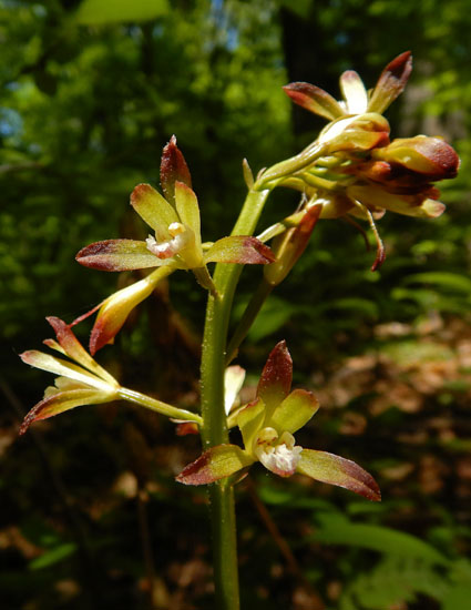 Aplectrum hyemale - Puttyroot orchid  - inflorescence, raceme