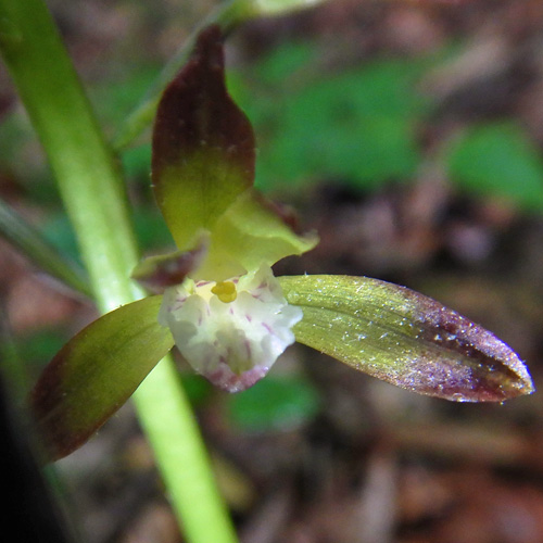 Aplectrum hyemale - Puttyroot orchid  - flower structure, morphology, petals, sepals, column 