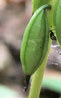 Aplectrum hyemale - Puttyroot orchid  - fruit, closeup, pedicel