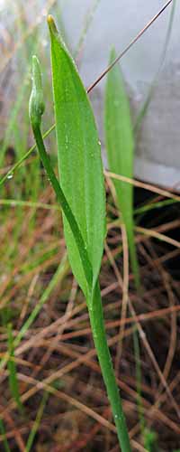 Pogonia ophioglossoides - Rose Pogonia Orchid emerging flower stalk 