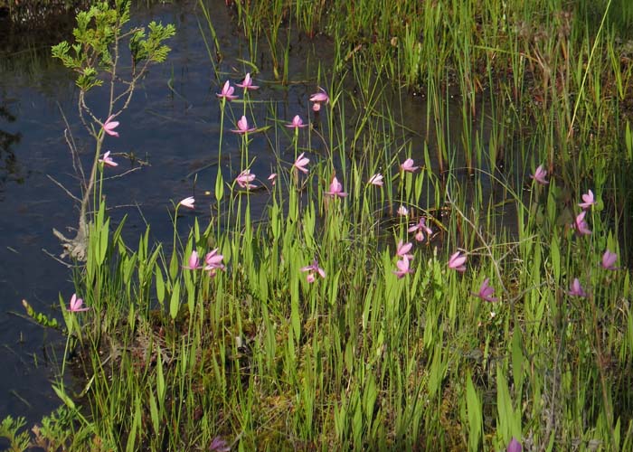 Pogonia ophioglossoides - Rose Pogonia Orchid growing in bog