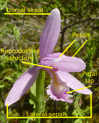 Pogonia ophioglossoides - Rose Pogonia Orchid - Flower - labeled structure