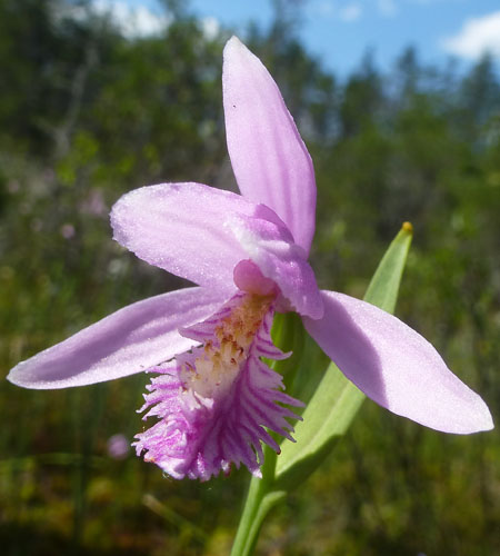 Pogonia ophioglossoides - Rose Pogonia Orchid -  Flower 