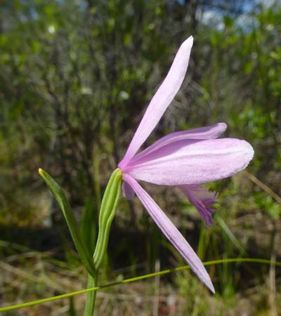 Pogonia ophioglossoides - Rose Pogonia Orchid -  Flower side view with bract