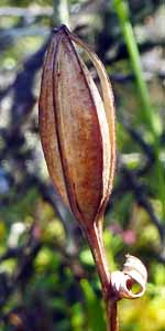 Pogonia ophioglossoides - Rose Pogonia Orchid fruit 