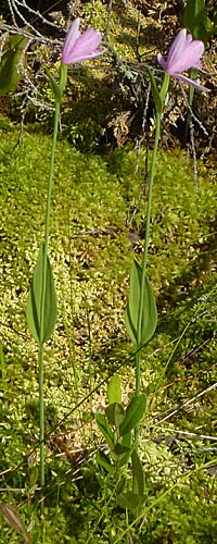 Pogonia ophioglossoides - Rose Pogonia Orchid plant