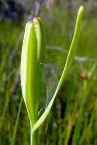 Pogonia ophioglossoides - Rose Pogonia Orchid fruit