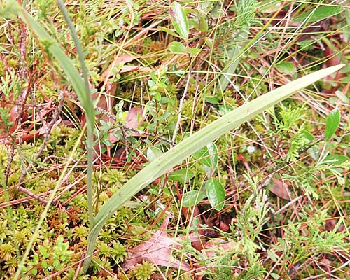 Platanthera blephariglottis - White Fringed Orchid: lower leaves