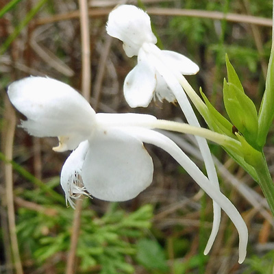 Platanthera blephariglottis - White Fringed Orchid -  flower closeup: spur