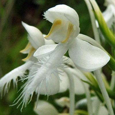 Platanthera blephariglottis - White Fringed Orchid -  flower closeup: lip labellum, 3 sepals, 3 petals 