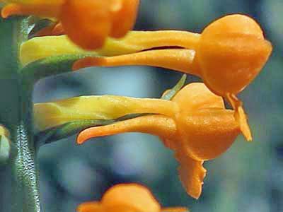 Platanthera integra - Yellow / Orange Fringeless Orchid - flower closeup - side view - spur Platanthera integra - Yellow / Orange Fringeless Orchid - flower closeup - side view - spur