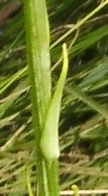 Platanthera integra - Yellow / Orange Fringeless Orchid : bract along stem