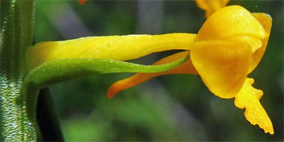 Platanthera integra - Yellow / Orange Fringeless Orchid - flower closeup - side view - bract Platanthera integra - Yellow / Orange Fringeless Orchid - flower closeup - side view - bract