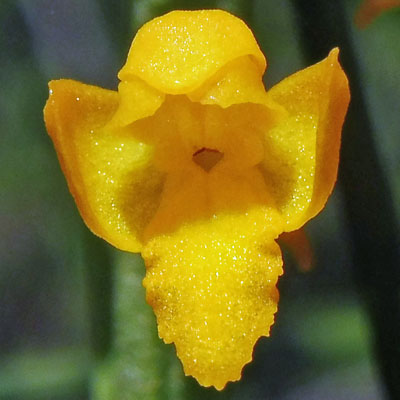 Platanthera integra - Yellow / Orange Fringeless Orchid - flower closeup: front view - lip labellum, 3 sepals, 3 petals, spur opening Platanthera integra - Yellow / Orange Fringeless Orchid - flower closeup: front view - lip labellum, 3 sepals, 3 petals, spur opening