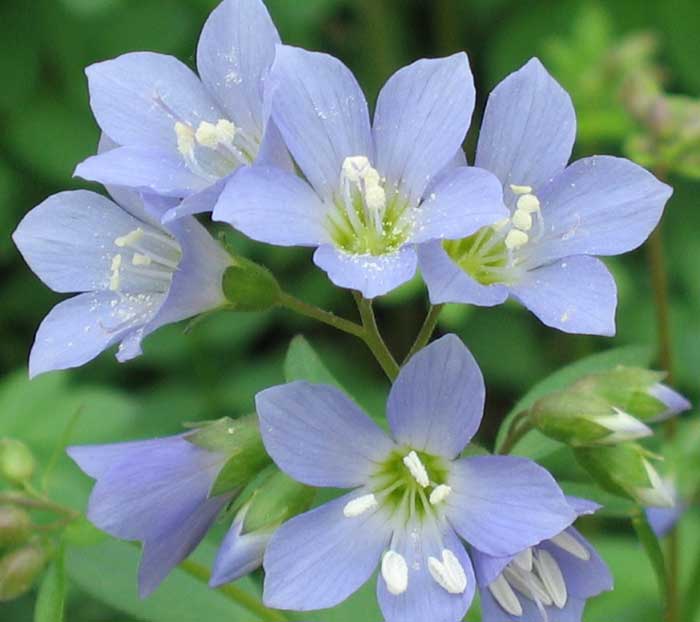 Polemonium repans ( Greek Valerian )