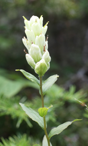 Castilleja septentrionalis (Northern Paintbrush)