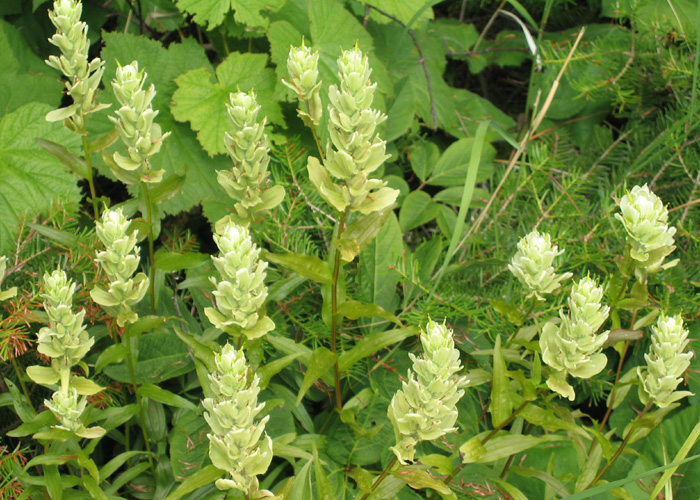 Castilleja septentrionalis (Northern Paintbrush)