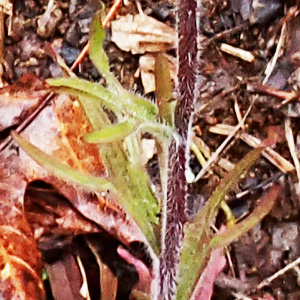 Castilleja coccinea - Scarlet paintbrush  - cauline leaves