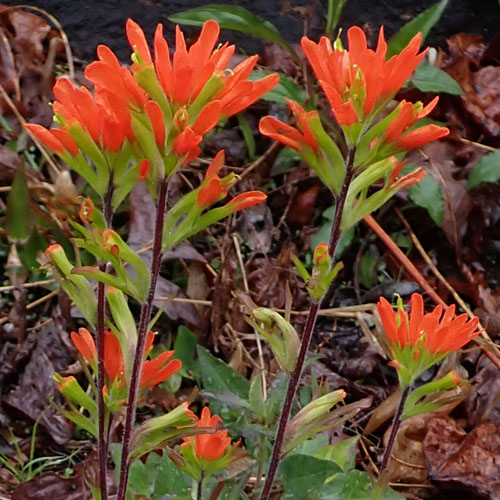 Castilleja coccinea - Scarlet paintbrush  - inflorescence, flowers