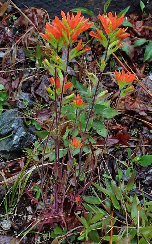 Castilleja coccinea - Scarlet paintbrush  - plant