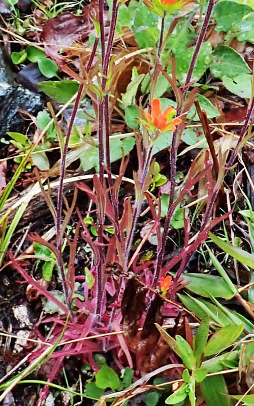 Castilleja coccinea - Scarlet paintbrush  - basal leaves