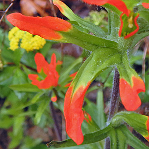 Castilleja coccinea - Scarlet paintbrush  - bract