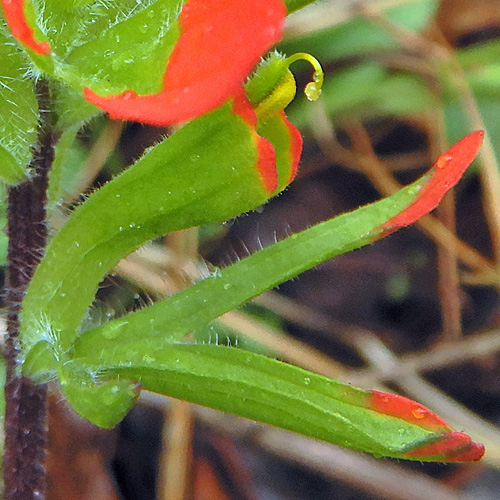 Castilleja coccinea - Scarlet paintbrush  -  flower, corolla, calyx, bract
