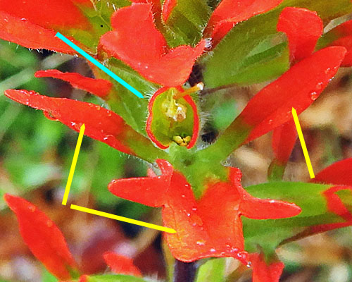 Castilleja coccinea - Scarlet paintbrush  - bracts, calyx