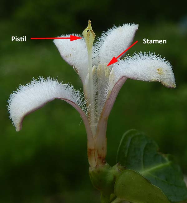 Mitchella repens - Partridgeberry -  Disected flower - Pin - showing both long style longer and short stamen