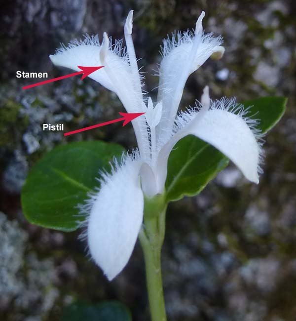 Mitchella repens - Partridgeberry -  Disected flower - Thrum - showing both long stamen longer and short style