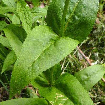 Penstemon digitalis - foxglove beardtongue - cauline leaves