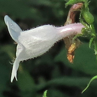 Penstemon digitalis - foxglove beardtongue - flower - side view