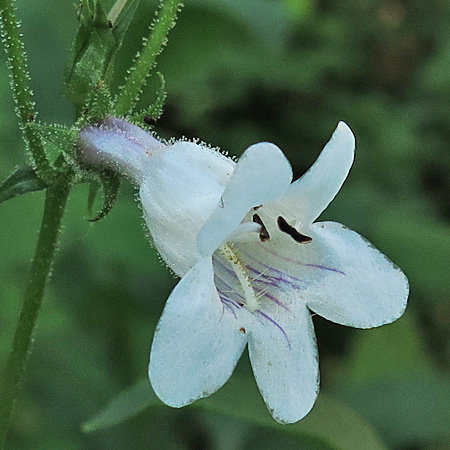 Penstemon digitalis - foxglove beardtongue - flower