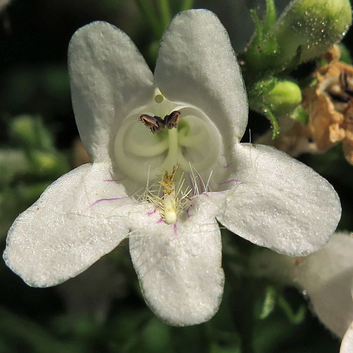 Penstemon digitalis - foxglove beardtongue - flower stamens anthers staminoide pistil