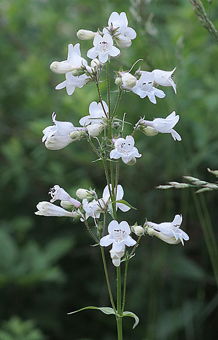 Penstemon digitalis - foxglove beardtongue - inflorescence