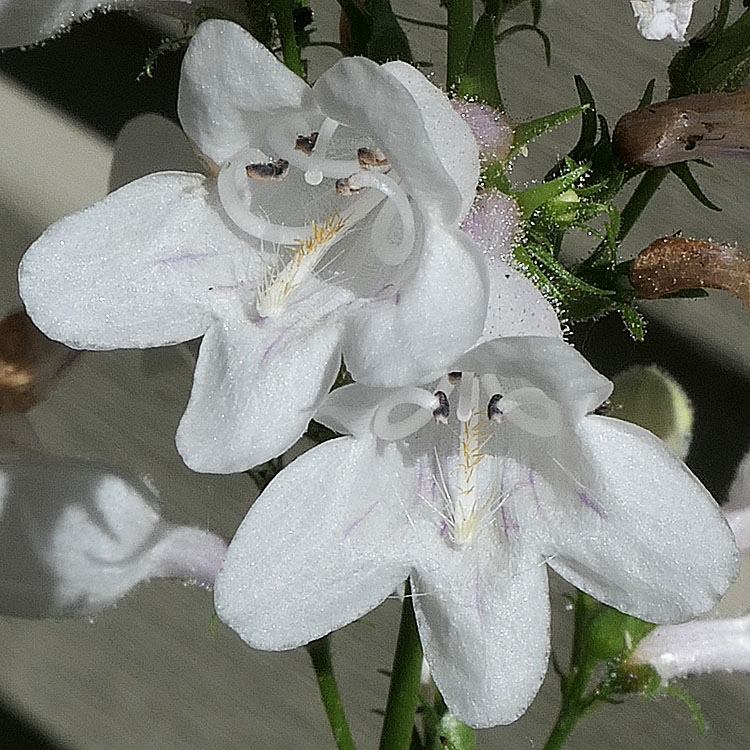 Penstemon digitalis - foxglove beardtongue - flower