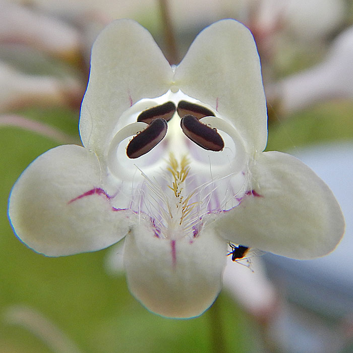 Penstemon digitalis - foxglove beardtongue - flower stamens staminoide pistil