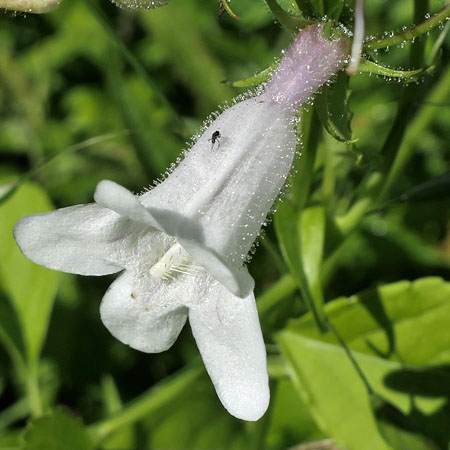 Penstemon digitalis - foxglove beardtongue - flower- top view