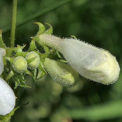 Penstemon digitalis - foxglove beardtongue - flower- buds - glandular hairs