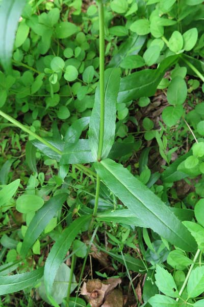 Penstemon digitalis - foxglove beardtongue - cauline leaves